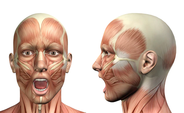 "dolor mandibular bruxismos - en Amanos Castro Urdiales